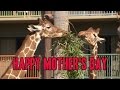 Three Generations Of Giraffe Celebrate Mother S Day At Disney S Animal Kingdom Lodge