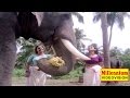 Malayalam Evergreen Film Song Maarimukilin Guruvayur Kesavan P Madhuri