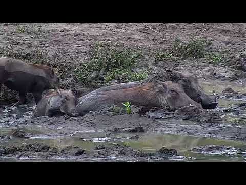 Djuma: Warthog family - 12:58 - 03/24/19