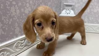 ミニチュアダックスの動画01