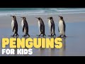 Penguins For Kids Learn All About This Unique Bird