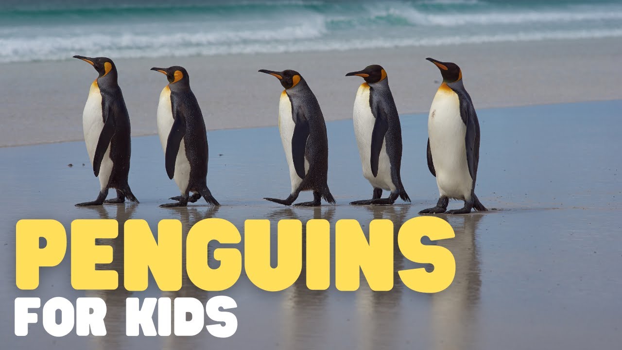Penguins for Kids | Learn all about this unique bird