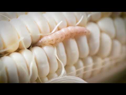 8.5ml  BASF  Exponus Broflanilide Insecticide