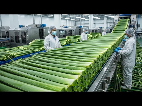 Inside an Aloe Vera Gel Factory You’ve Never Seen Before