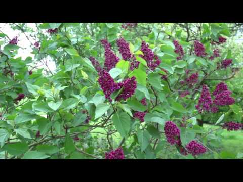 ursula lions presentatie mov iPad, iPhone 4 en Apple TV)