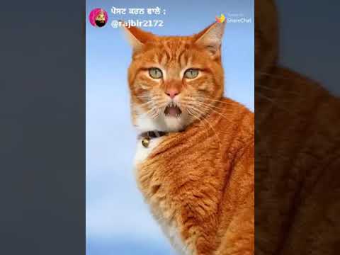 ਚੰਗੇ ਕਰਮ ਕਰਿਆ ਕਰੋ ਬਾਕੀ ਬਿੱਲੇ ਦੀ ਸੁਣ ਲਉ @gurjitpb7288