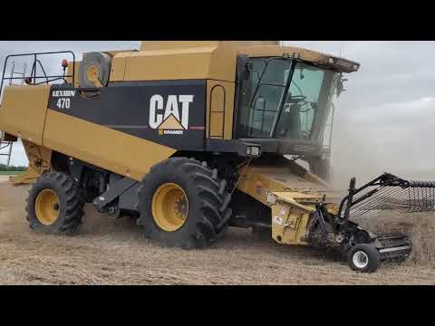 Spring Wheat Harvest Literally 2020 