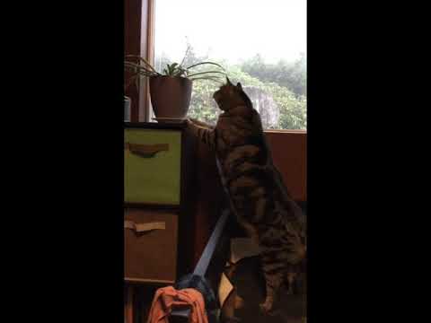 Cats and the temptation of Plants with recorders @jacquelinebays-muchmore4325