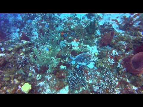 Roatan 13Jul14