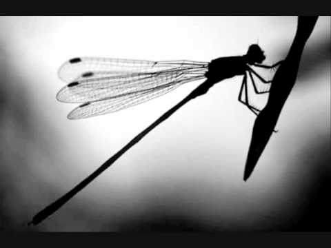 Video thumbnail for Dragonflies