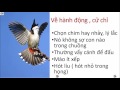 Hình ảnh Trong Clip