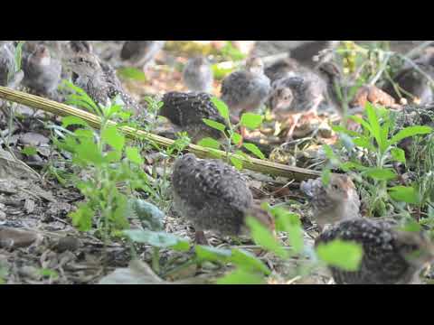 Bobwhite Quail | Sounds and Calls of Chicks and Juveniles