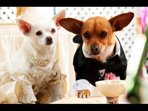 download lagu mp3 mp4 Peliculas De Perros Chiguaguas, download lagu Peliculas De Perros Chiguaguas gratis, unduh video klip Peliculas De Perros Chiguaguas