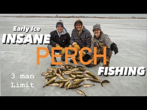 EARLY ICE PERCH FISHING! Quick 3 man limit.