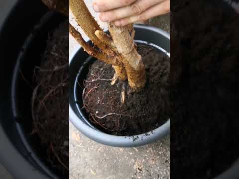 Wie topfe ich einen Ficus Benjamin um #plants #ficusplant #agave