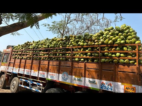 Tender coconut wholesalers in karnataka (a grade, whole, 2.5...