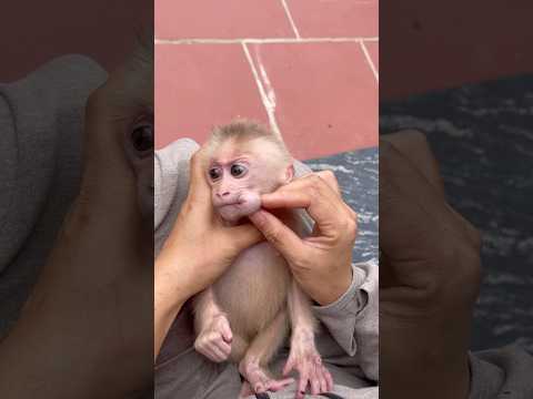 Mother helps baby monkey take poison out of mouth🙈