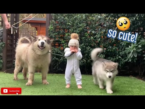 Baby Learns To Walk With Her Furry Friends! (CUTEST EVER!!)