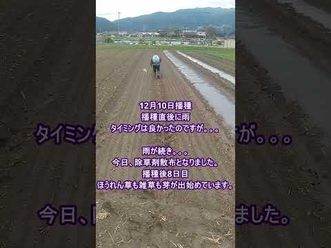 ヒルガオを自然に取り除く方法は？万能の除草剤は存在するのか？  庭園