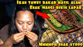 Download lagu GRILLED TAWES FISH, A NATURAL PRODUCT, DELICIOUS, MAKES YOU DROOL mp3 Download lagu GRILLED TAWES FISH, A NATURAL PRODUCT, DELICIOUS, MAKES YOU DROOL mp3