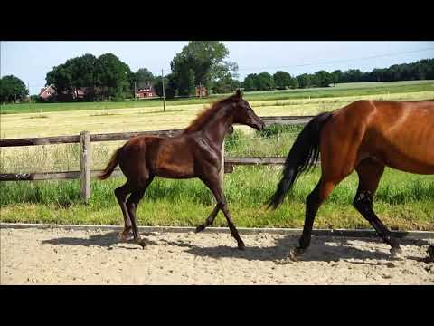 Raven x Rohdiamant Stutfohlen 2021