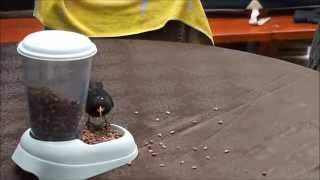 When the cat's away the blackbirds dancing here on the table