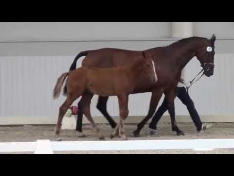 Araldik-King Kolibri colt * 2014 for sale