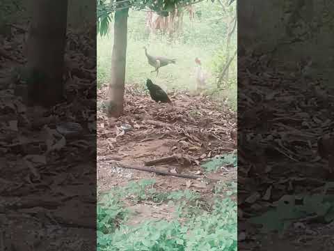 to Day pecocok  viset  my garden