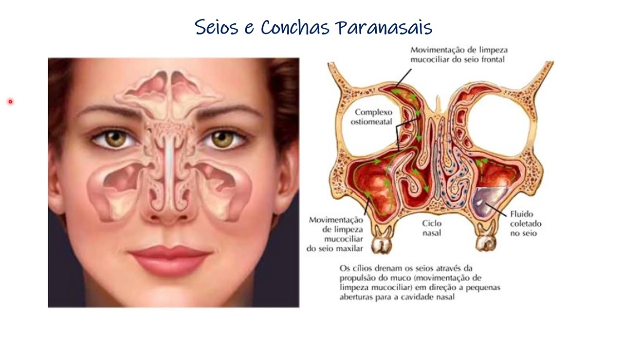 Histologia do Sistema Respiratorio