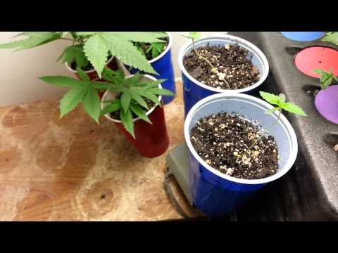 Lady sativa grow week 1