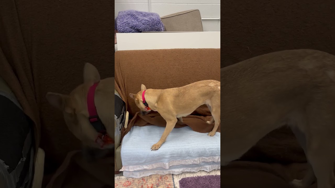 Enlarge Aubreen, a Adoptable Mixed Breed in Wheeling, IL video 6/6
