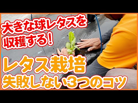 園芸 ファウルレタス、ワイルドレタス、ファウルレタス