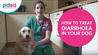 How To Treat Diarrhoea In Dogs