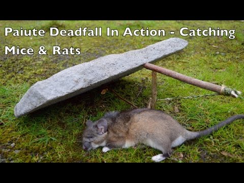 Paiute Deadfall Trap in Action! Catching Rats and Mice. Bushcraft Survival Skills. Video