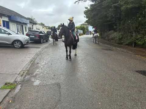 pony - Image 2