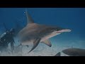 GREAT HAMMERHEAD MADNESS BAHAMAS 2025 Apex Ocean Divers Group Trip
