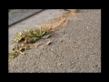 U-schoffelhak 10cm | video 1