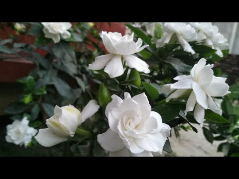 image-Why are my gardenia buds not blooming?