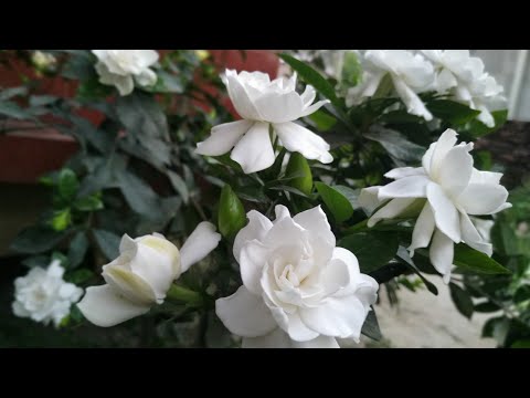 How To Make Gardenia Plant Produce More Buds And...