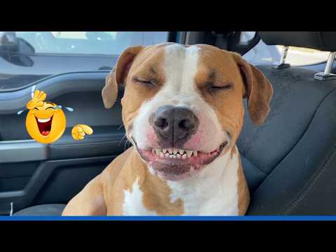 Try Not To Laugh Challenge 😂 Funny Dogs 2026