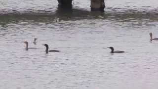 preview picture of video 'Cormorants Fishing'