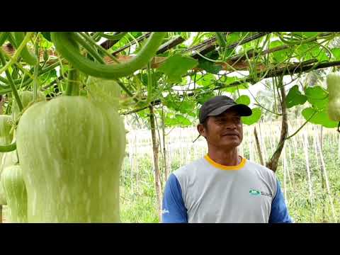 , title : 'Budidaya Labu Madu'