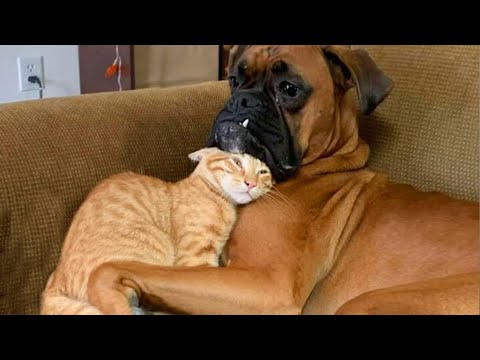 CATS AND DOGS Awesome Friendship - Funny Animal Videos 2023 😅