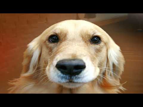 TREASURE ISLE REGGAE MIX-THE TECHNIQUES-DEVOTED-TREASURE ISLE