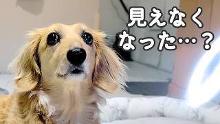 【ほぼ全盲のシニア犬】目が見えなくなったの？歩き方が変わった…13歳になりました ミニチュアダックス