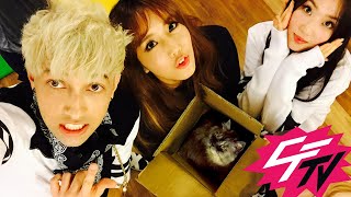 Korea's MOST Unique Coffee Shops: CAT CAFE, DOG CAFE, SHEEP CAFE 🐱🐶 (with K-Pop Idol group 4TEN 포텐)
