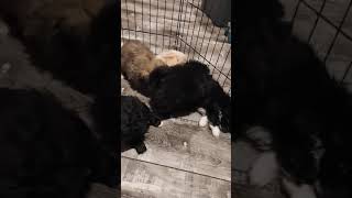 Pekingese Puppies Videos