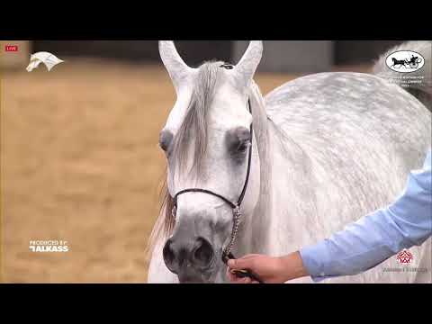 N 121 ANOOD JATHAB   6th Qatar Nat  Arabian Peninsula HS for individual Owners   Mares 4 6 Years Old