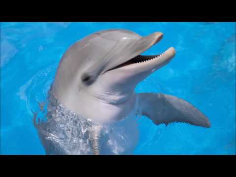 download lagu mp3 mp4 Dolphin Sounds Ringtones, download lagu Dolphin Sounds Ringtones gratis, unduh video klip Download Dolphin Sounds Ringtones Mp3 dan Mp4 Free All Gratis