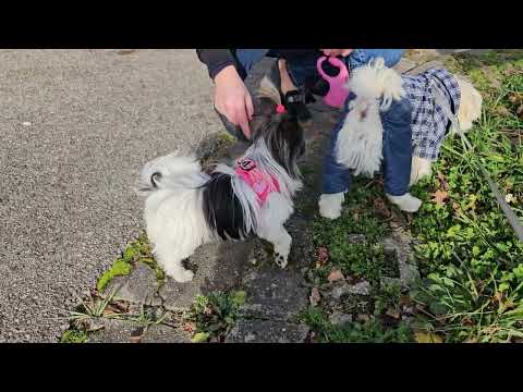 Bonbon hat neue freundin kennengelernt. Sie heißt Bella 😍